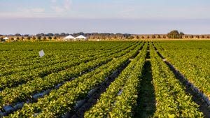 28-year-old GA pilot makes emergency landing in farm field after plane experiences engine issues