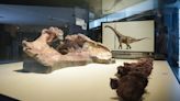 Descubren en Cuenca una nueva especie de dinosaurio