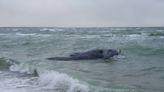 Another likely boat strike kills young whale; federal protections remain unchanged