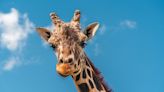 Increíble: Jirafa levanta en el aire a niña de 2 años en safari de Texas - El Diario NY