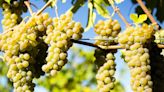 Viognier — A Guide to the Basics