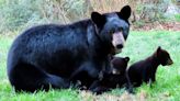 What to know about black bears in Asheville in the spring