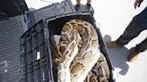 One of the heaviest pythons ever was landed recently by state contractors