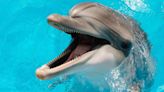 Hallaron un delfín en Florida infectado con gripe aviar