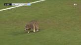 Watch: Raccoon interrupts Major League Soccer game for 161 seconds