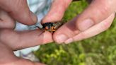 Chorus or cacophony? Cicada song hits some ears harder than others