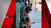 Las Vegas police K9 training again after downtown stabbing