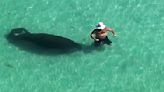 Watch: Wader ‘almost loses shorts’ when surprised by giant sea cow