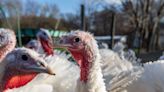 Hackers are coming for our Thanksgiving turkeys and John Deere tractors. It’s time to reevaluate America’s food security