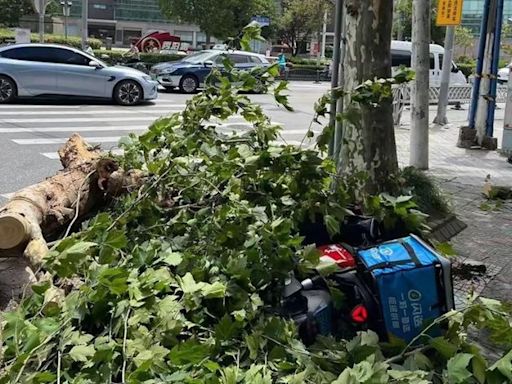 外賣員騎車遭倒樹壓中亡 初步判斷受颱風影響