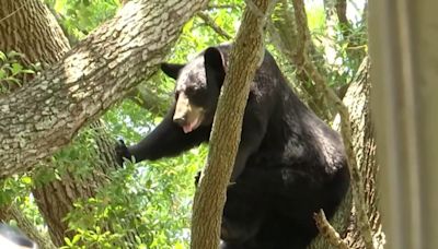 Un oso sube al árbol en el patio de una familia hispana en Florida