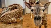 Help name a baby giraffe at the NC Zoo