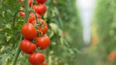 How often should You water your tomatoes?