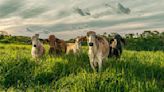 Blanc Bleu Adama invierte en Colombia US$15 millones para producción de carne ambientalmente consciente