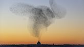 Watch thousands of starlings perform an 'incredible ballet of life and death' in new murmuration footage