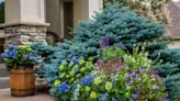 New Pop Star Hydrangea Is the Compact, Colorful Shrub Your Garden Needs