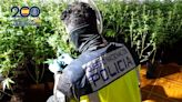 Intervienen 300 plantas de marihuana en dos viviendas ocupadas ilegalmente en Alcalá de Henares