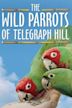 The Wild Parrots of Telegraph Hill