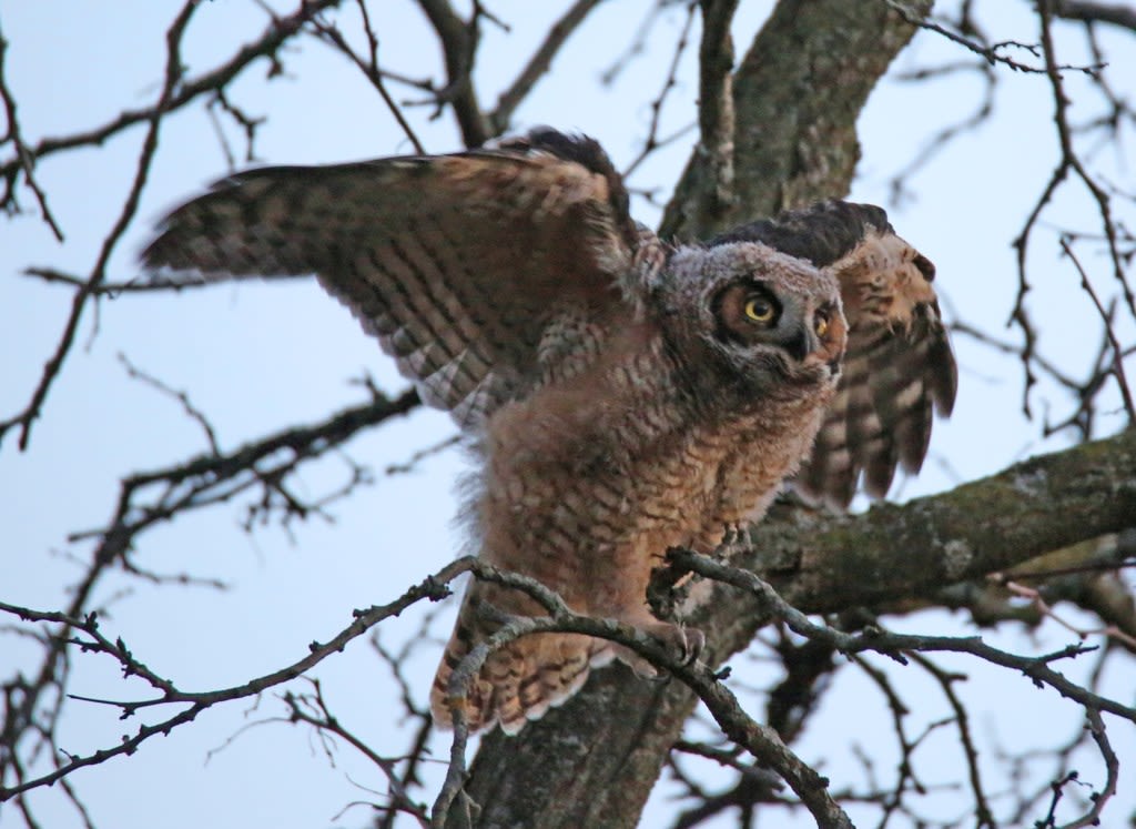 Baby owl dies from suspected rat poisoning three weeks after father