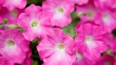 Are Petunias Perennials or Annuals? Plus Tips for Getting Tons of Flowers