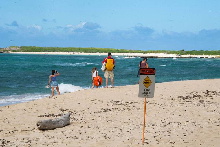 Fatal shark attacks rare off Oahu, experts say