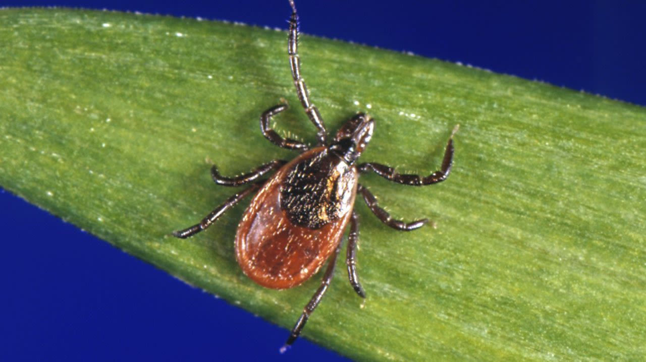 Lyme disease cases rise in Tuscarawas County