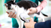 5 days left to microchip your cat (or face a £500 fine)