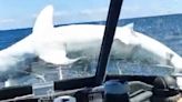 330-pound mako shark makes crash-landing on bow of boat