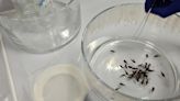 Doctors advocate fresh efforts to combat Chagas disease, a silent killer