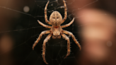 Scientists made a claw machine from a dead spider