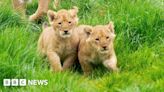 Port Lympne: Safari park welcomes the birth of two lion cubs