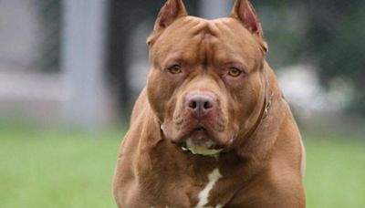 Un pitbull ataca brutalmente a una niña de 7 años y le causa mordeduras de gravedad en la cara