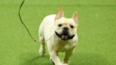 Westminster Dog Show Winners! Meet the Canines Competing in Westminster's Best in Show Round