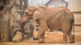 Zoo Knoxville mourns death of 46-year-old, 15,000-pound elephant named Tonka