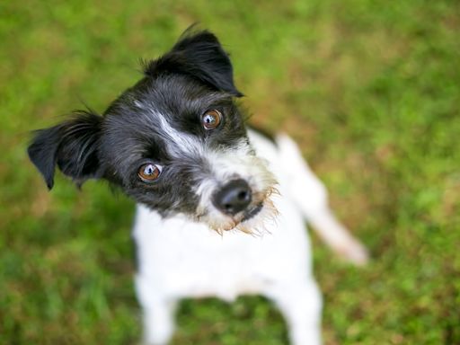 Charming Terrier Delivers Kisses on Command to Little Brother & Captures Hearts Everywhere