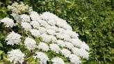 What is giant hogweed? Girl left ‘scarred for life’ by Britain’s ‘most dangerous plant’