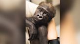 Cleveland Zoo to foster baby gorilla, hoping for bond