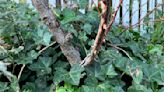 Invasive and ubiquitous, English ivy can hurt trees and plants. Removing it isn't easy