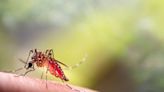 Changing climate causing mosquito-borne diseases to expand rapidly