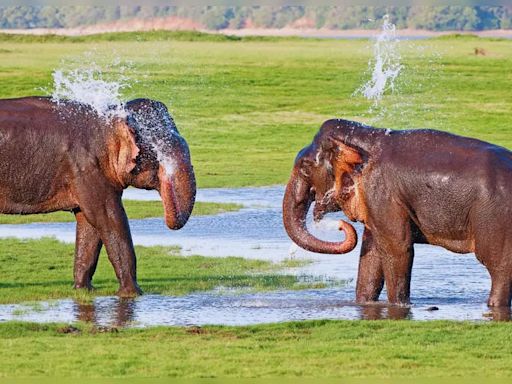 Sri Lanka: What is ‘The Gathering’ at Minneriya National Park all about?