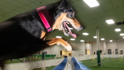 The Unwanted Shelter Dog Who Found His Way to Westminster