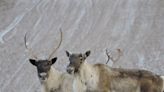 Environment minister calls for emergency decree to protect Quebec caribou from 'imminent threat'