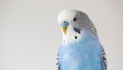 Parakeet's Unhinged Reaction to Getting Her Own Fairy Garden Is Too Cute