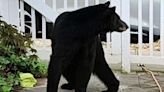 Black bear sightings create buzz in Brookland