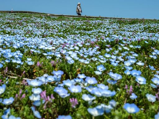 Casi cuatro millones de casas abandonadas en Japón