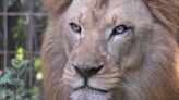 Last African lion at Greenville Zoo dies months after brother