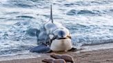 Pictured: Sea lion pups outsmart orca