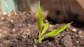 Save money with gardening expert's method to grow seedlings using toiletry item