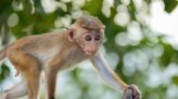 Milwaukee Zoo Welcomes Baby Macaque Monkey Into Its Family