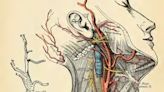 Pictures have been teaching doctors medicine for centuries — a medical illustrator explains how